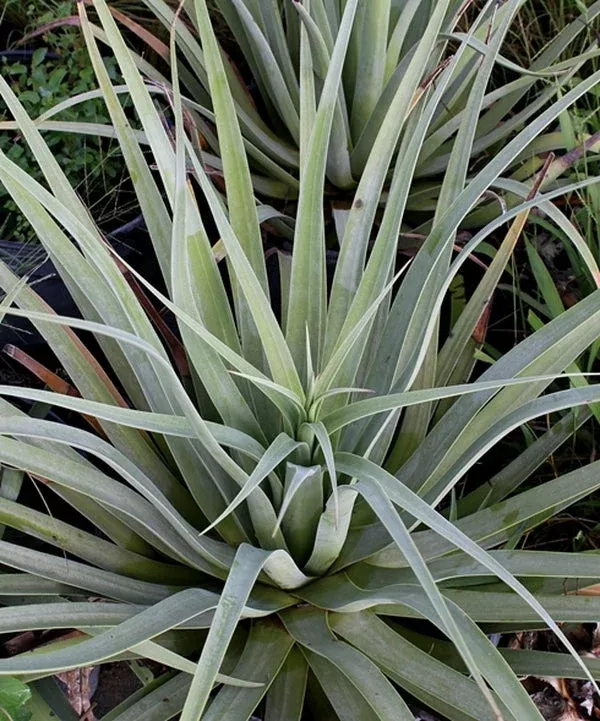 agave-bracteosa-calamar Agave bracteosa 'Calamar'