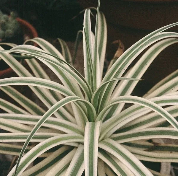 agave-bracteosa-monterrey-frost Agave bracteosa 'Monterrey Frost'
