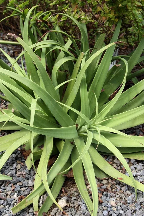agave-bracteosa-squidget Agave bracteosa 'Squidget'