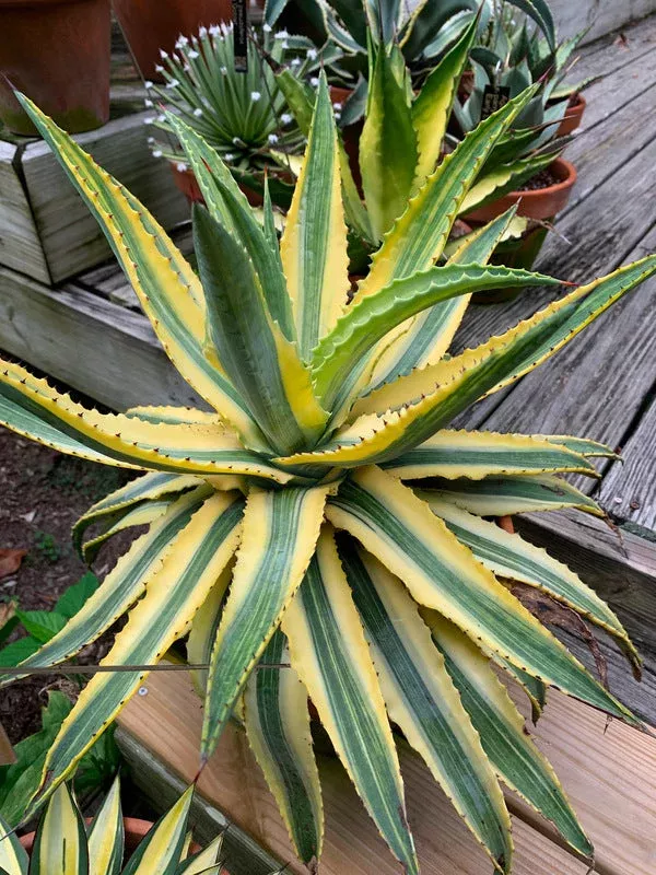 agave-cornelius Agave 'Cornelius'