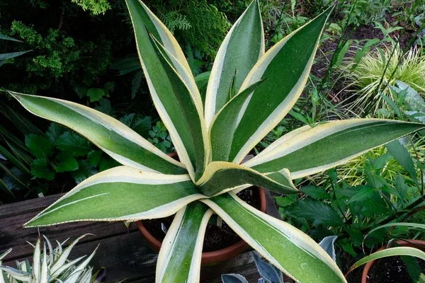 agave-cundinamarcensis-condor Agave cundinamarcensis 'Condor'