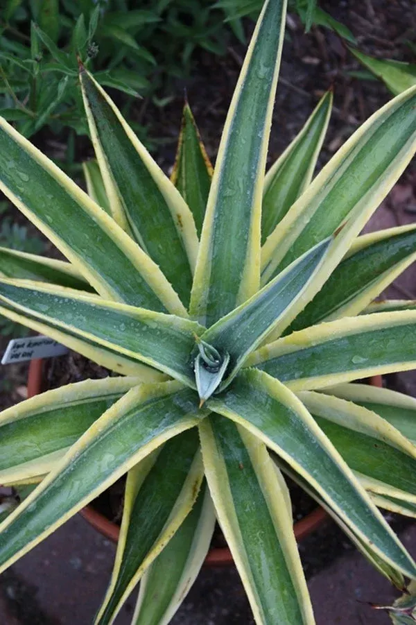 agave-desmettiana-desert-sunset Agave desmettiana 'Desert Sunset'