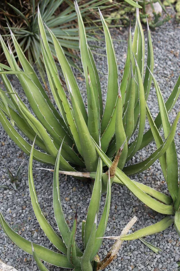 agave-difformis-huntington Agave difformis 'Huntington'