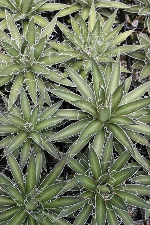 agave-filifera-spp-microceps Agave filifera spp. microceps