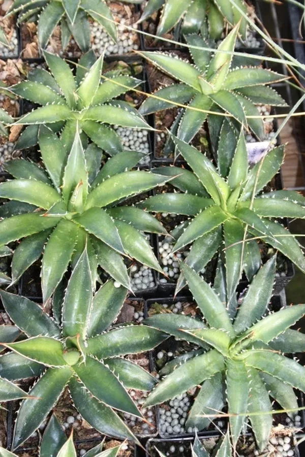 agave-garciae-mendozae Agave garciae-mendozae