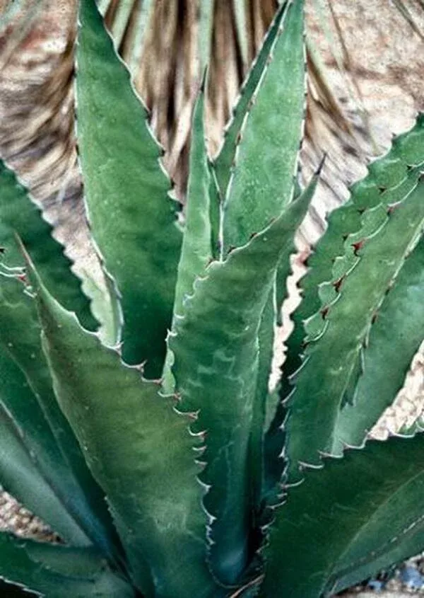 agave-gentryi-jaws Agave gentryi 'Jaws'