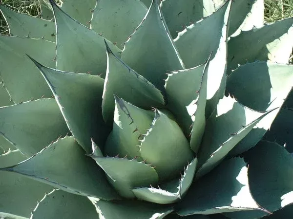 Agave havardiana Davis Mts, TX coll. #IB278