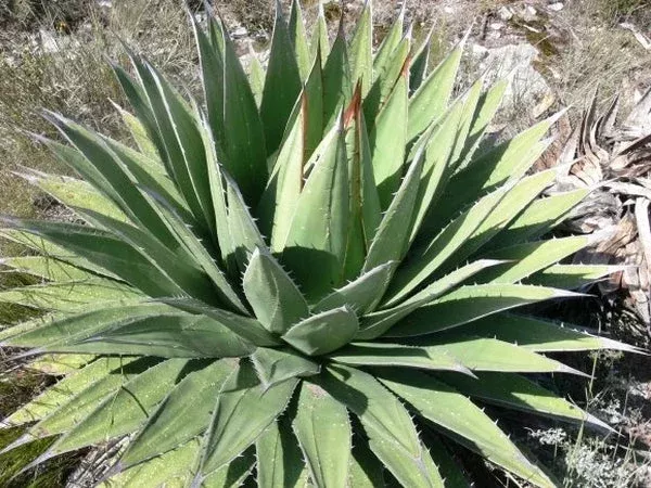 Agave horrida ssp. perotensis Limon form