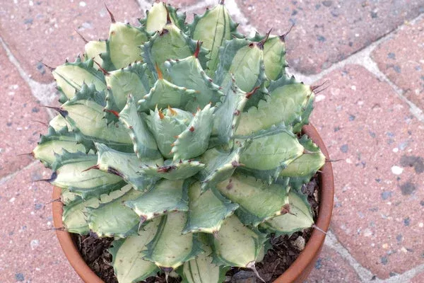 Agave isthmensis 'Becky'