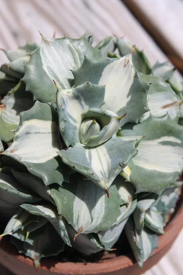 Agave isthmensis 'Moon Disc'
