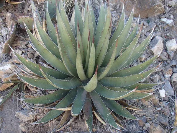Agave lechuguilla 'Franklin Mountain'