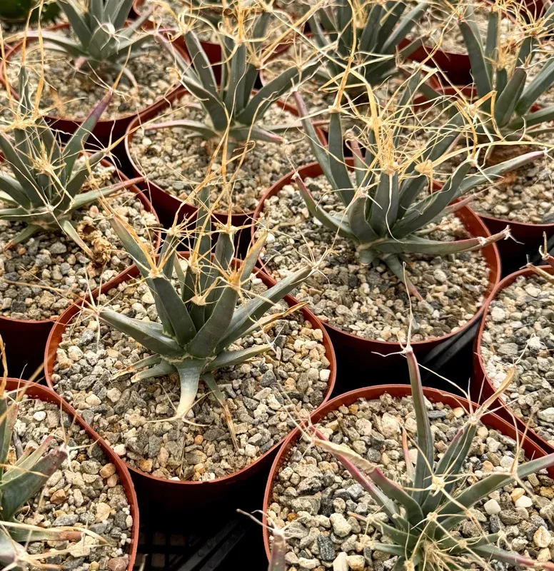 Agave Leuchtenbergia Principis Cactus Live Plant – 6 Inch Pot Unique