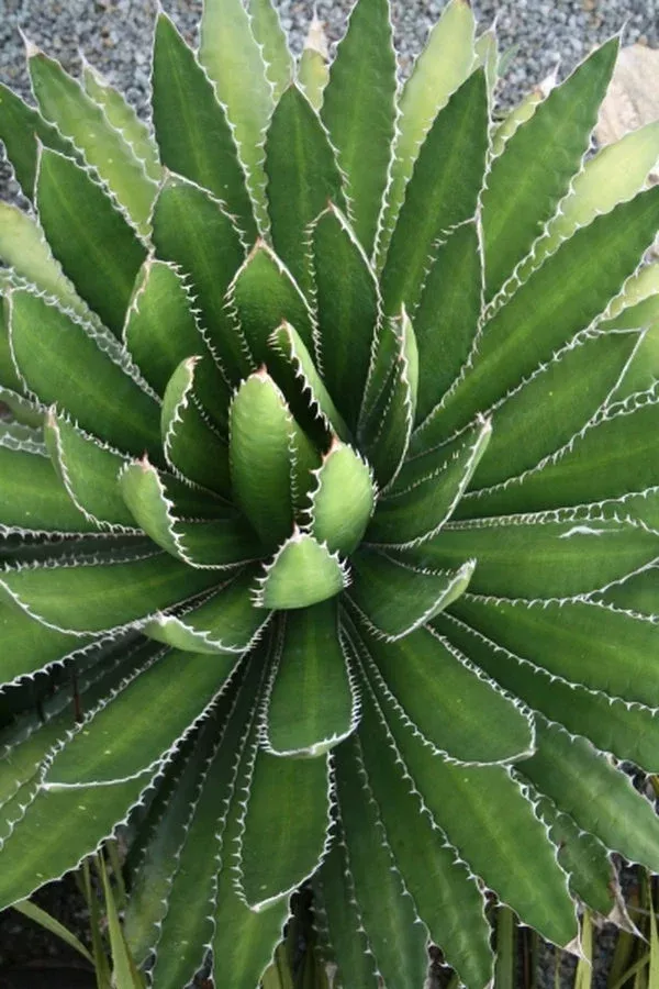 Agave lophantha 'Band Aid'