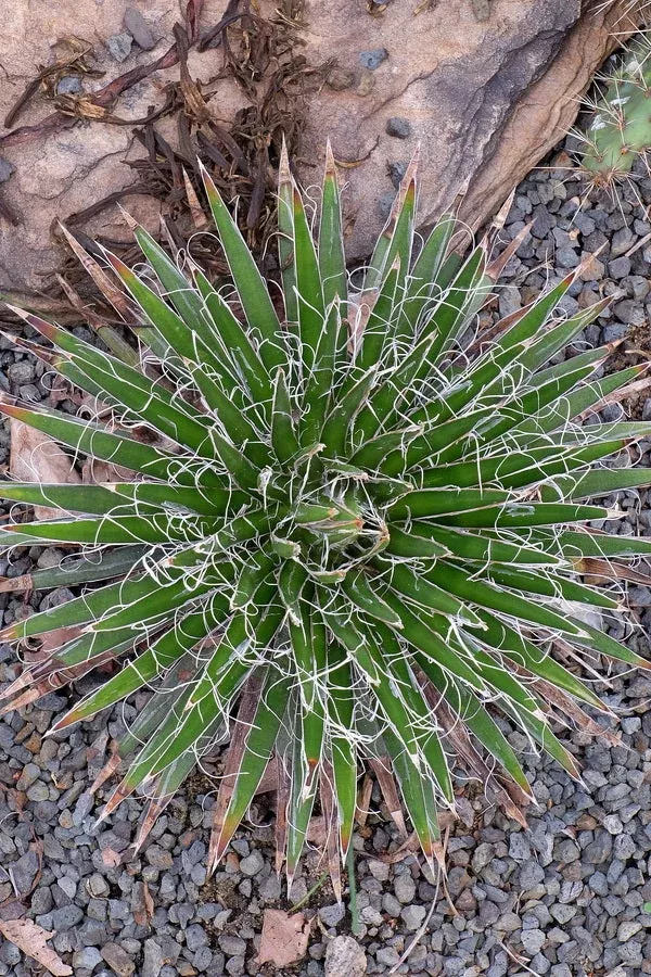 Agave multifilifera 'Basaseachic Falls'