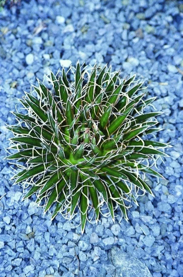 Agave multifilifera