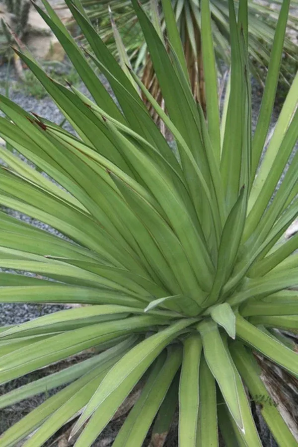 Agave ocahui var. longifolia