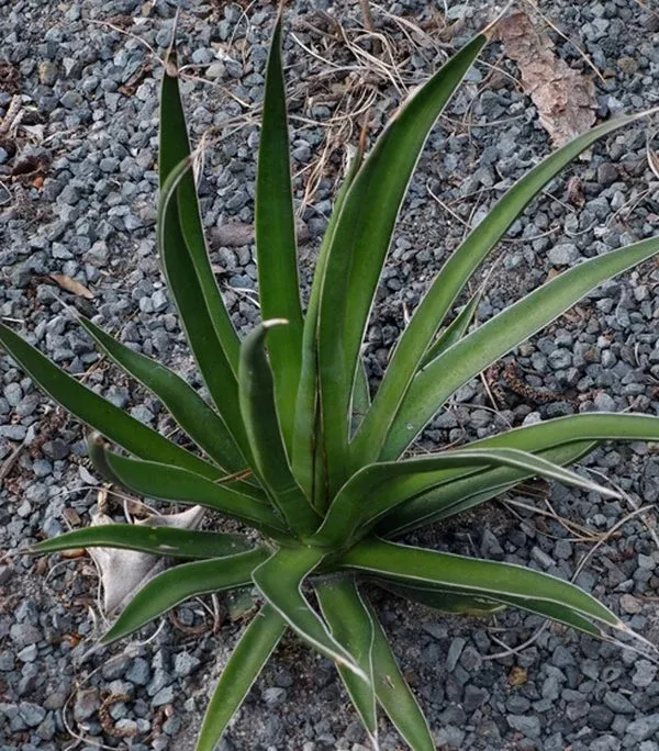 Agave ocahui 'Wavy Gravy'