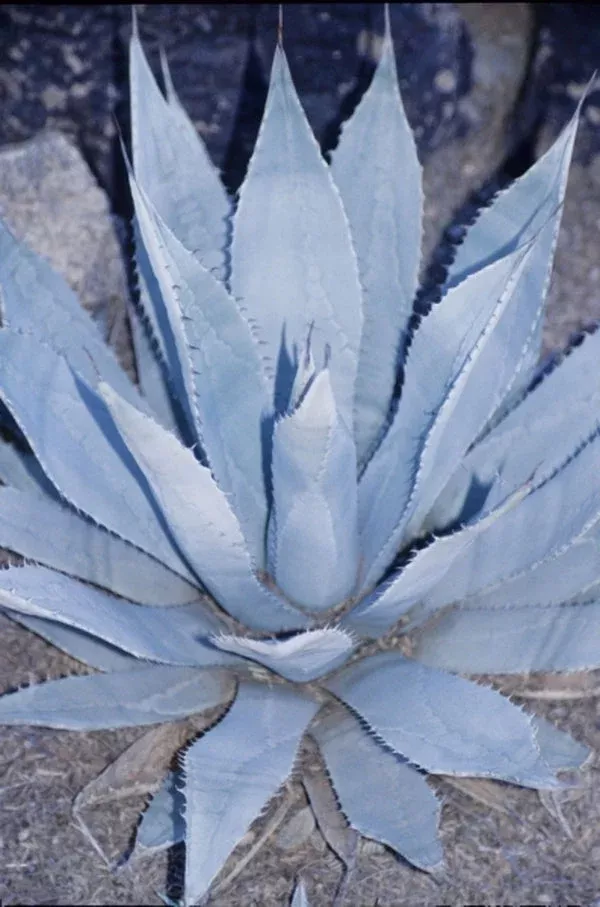 Agave palmeri