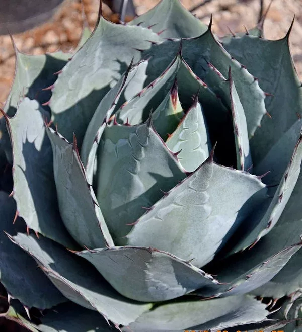 Agave parrasana 'Globe'