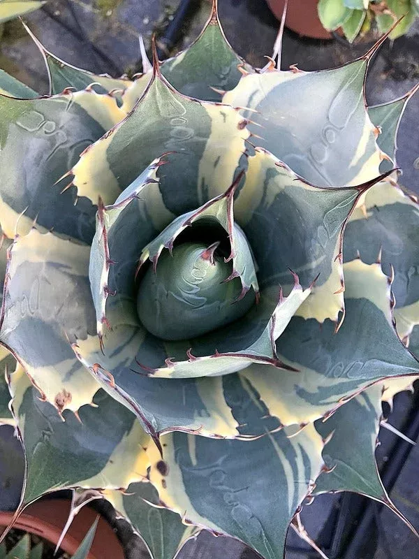 Agave parrasana 'Impressionist'