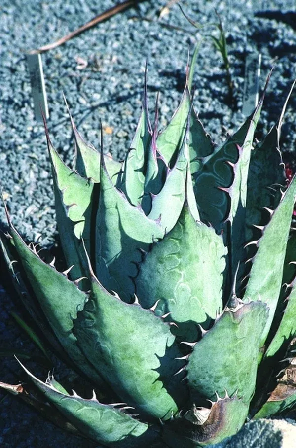 Agave parrasana 'Meat Claw'