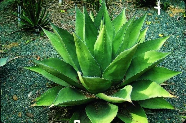 Agave parryi ssp. neomexicana hybrids
