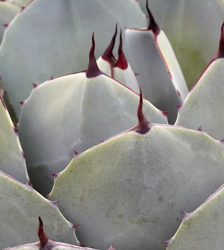 Agave parryi var. truncata 1g