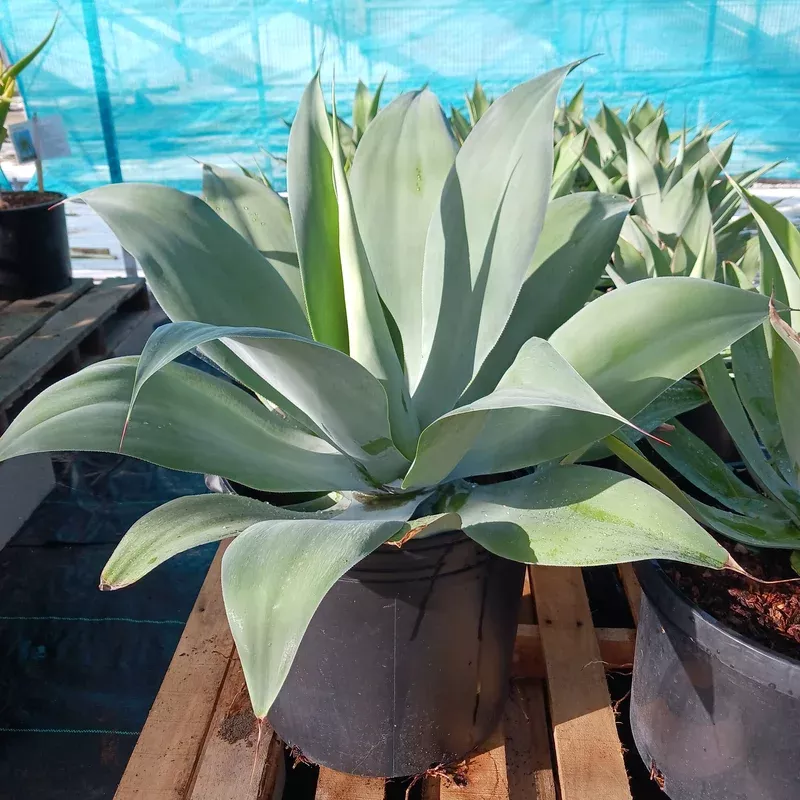 Agave pedunculifera – 10ga