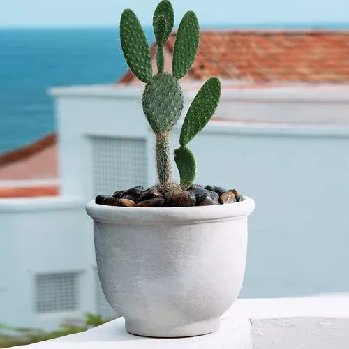 Agave Planter