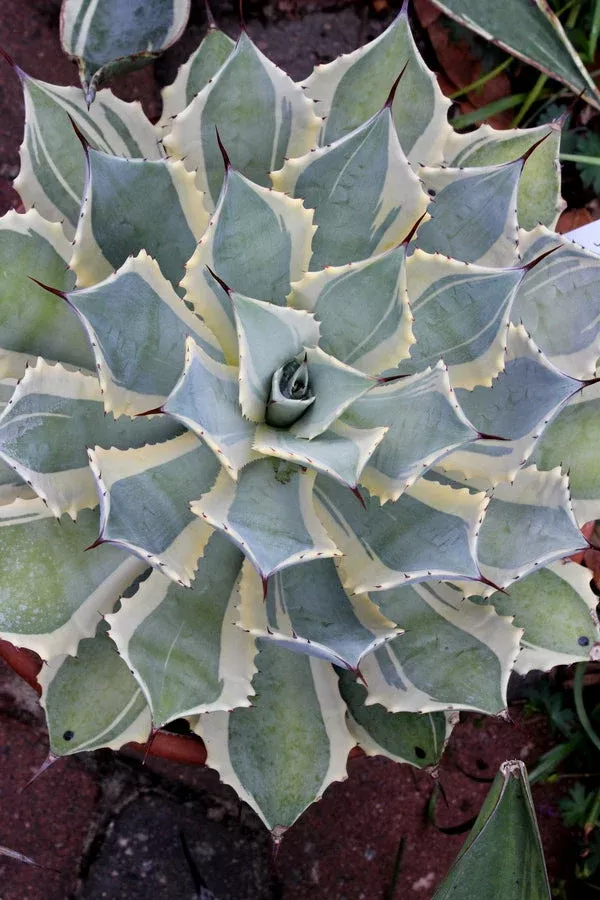 Agave potatorum 'Bluewinds'