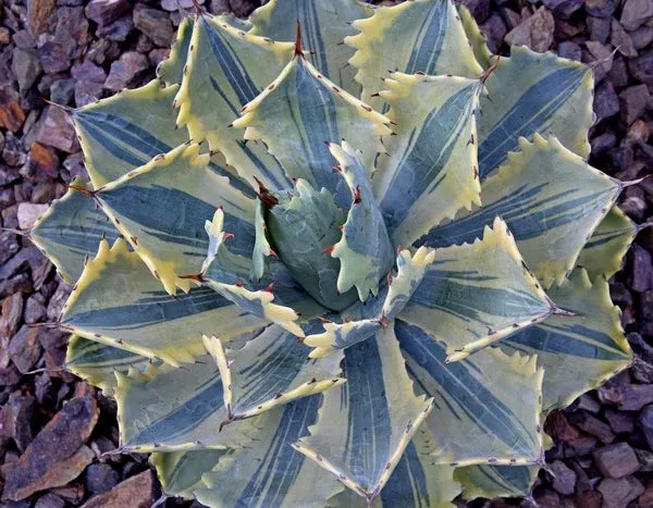 Agave potatorum 'Ikari Raijin Nishiki'