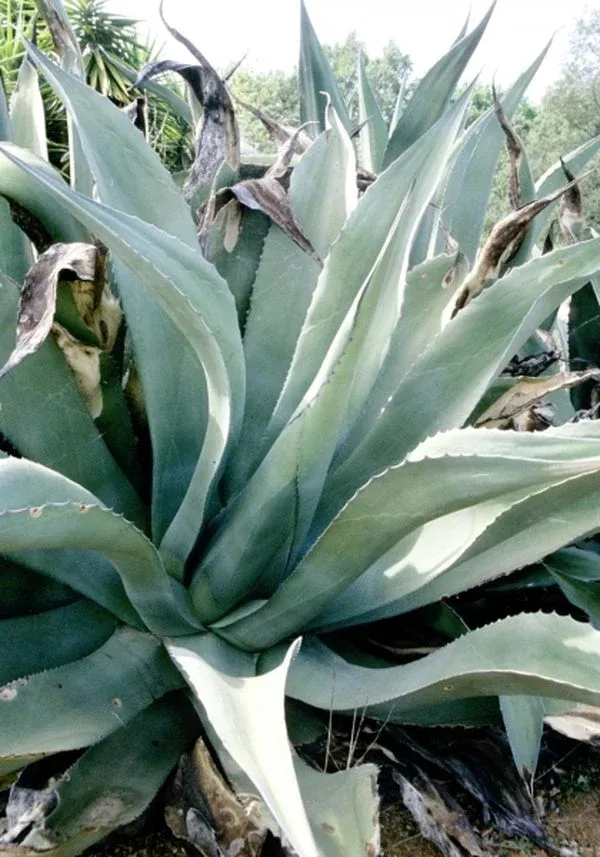 Agave salmiana var. ferox Grey Form