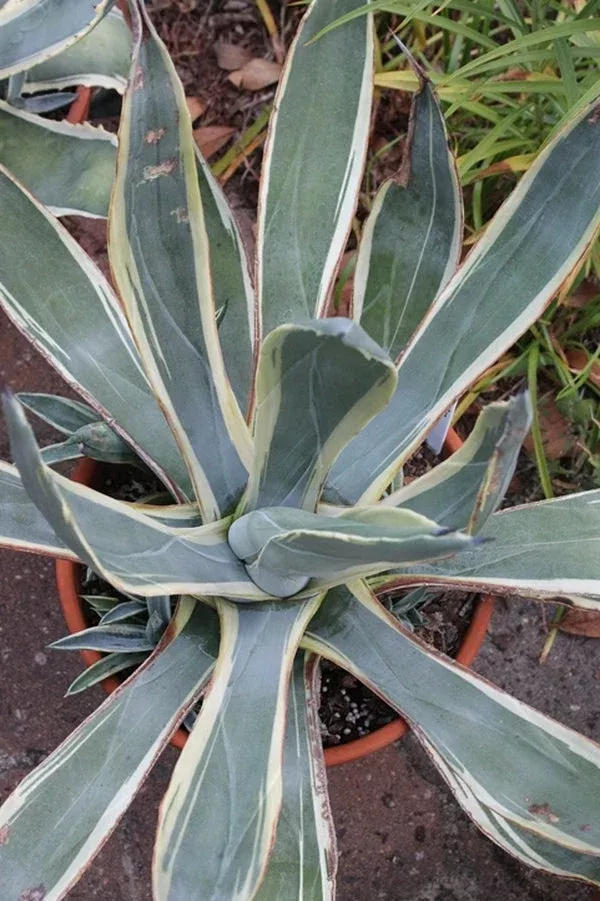 Agave sisalana 'Vegas Strip'