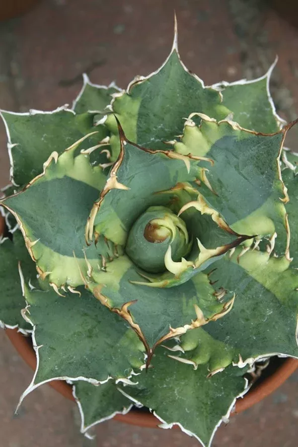 Agave titanota 'Banana Peel'