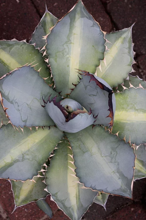 Agave titanota 'X-Rays'