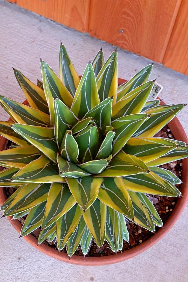 Agave victoriae-reginae 'Lemonade'