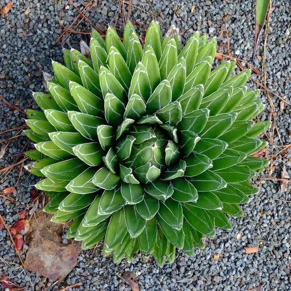 Agave victoriae-reginae 'Porcupine'
