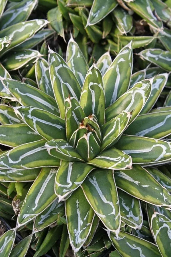 Agave victoriae-reginae 'Ring of Gold'