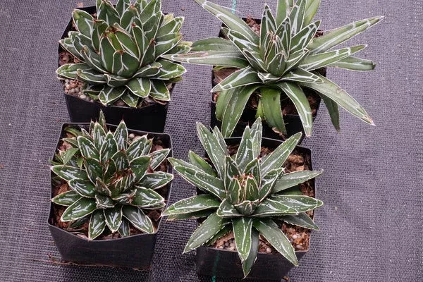 Agave victoriae-reginae ssp. swobodae