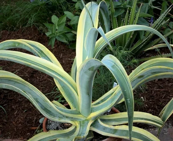 Agave vilmoriniana 'Stained Glass'
