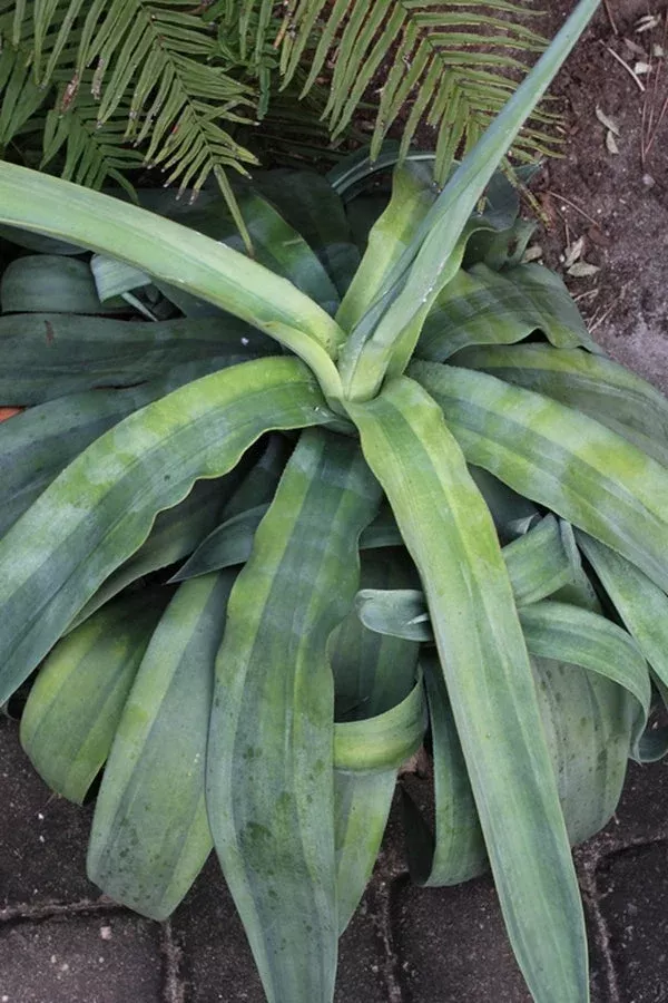 Agave weberi 'Purple Heart'