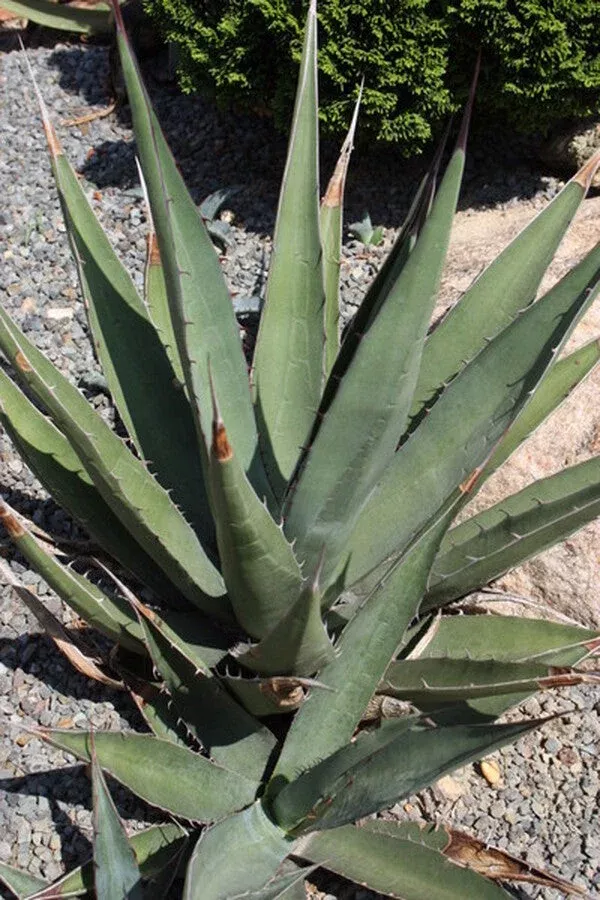 Agave x glomeruliflora 'Chisos Affair' (havardiana x lechuguilla)