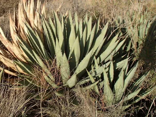 Agave x gracilipes 'Culberson Kids'