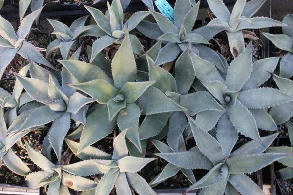 Agave x parryantha Yavapai Co, AZ (parryi x chrysantha)