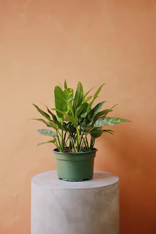 Aglaonema ‘Emerald Beauty’