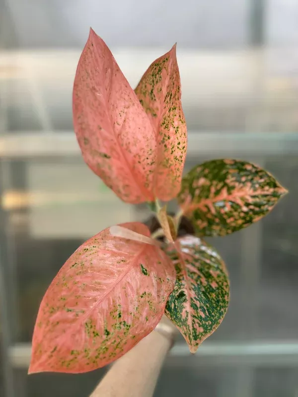 Aglaonema Orange Stardust – rare