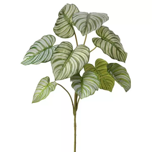 Aglaonema Plant Plug Everlasting 32"