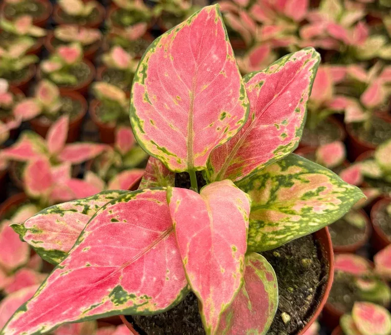 Aglaonema Ruby Ray Live Plant – 4 Inch Pot Tropical Houseplant