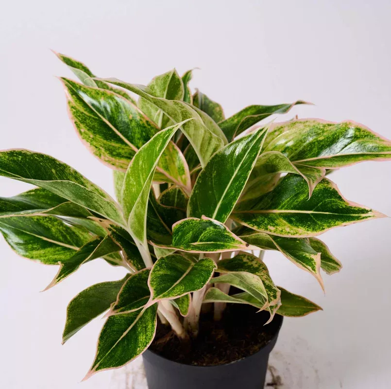 Aglaonema ‘Siam’ BNKS
