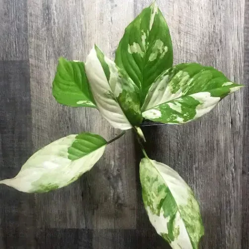 Aglaonema Variegated Seeds for Easy Planting